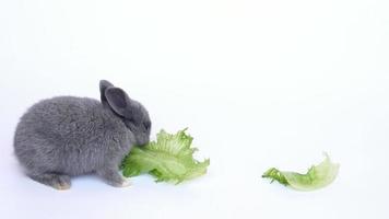 conejo bebé comiendo vegetales