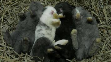 Four lovely twenty days baby rabbit in a hay nest video