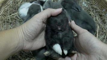 Lady holding lovely twenty days baby rabbit in a hay nest video