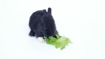 coelho bebê preto comendo vegetais