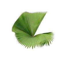 Green palm frond leaf photo