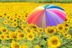 Muticolor umbrella in the sunflower field photo