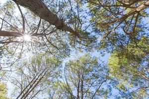 Under the pines photo