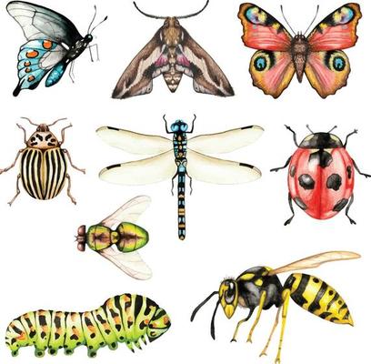 Big set of watercolor insects on a white background isolated