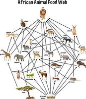 African animal food web on white background vector