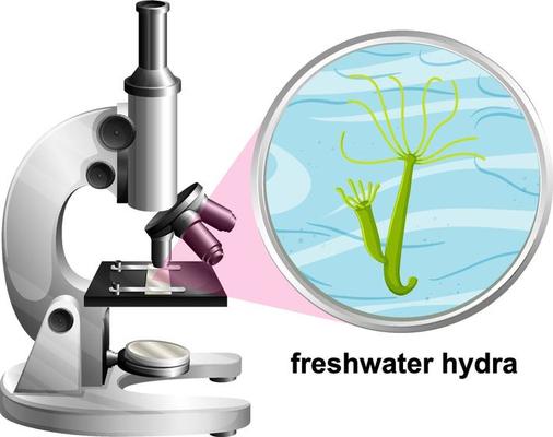 Microscope with anatomy structure of Freshwater Hydra on white background