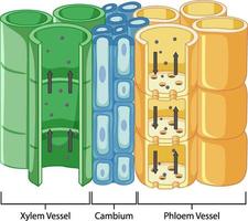 Diagram showing vascular tissue system in plants vector