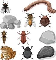 diferentes tipos de insectos con elementos de la naturaleza. vector