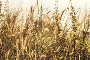 Grassy field at golden hour photo