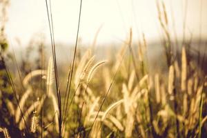 White fountain grass at golden hour photo