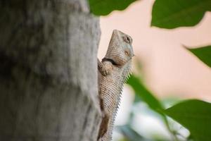 Lizard on tree photo