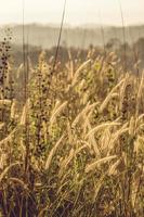 Grassy field at golden hour photo