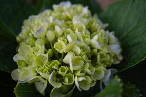 primer plano de una hortensia foto