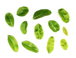 Set of individual green leaves photo
