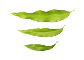 Three green leaves photo