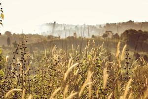 Beautiful grassy field at golden hour photo