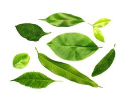 Collection of green leaves isolated photo