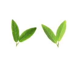 Two pairs of green leaves photo