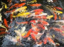 Koi fish in a black pond photo