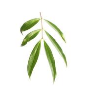 Branch of tropical leaves photo