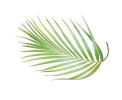 Lush bright green palm leaf photo