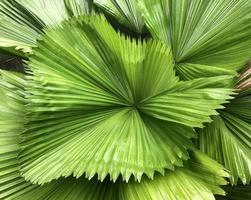 Top view of tropical leaves photo