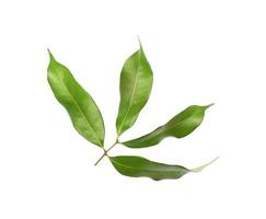 Green foliage stem photo