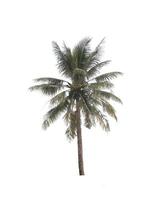 Coconut tree on isolated on white background photo