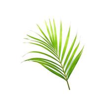 Vibrant palm tree leaf isolated photo