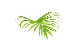 Vibrant bright green palm tree foliage photo