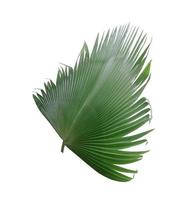 Lush deep green leaf on white photo