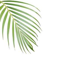 Palm tree leaf with copy space photo