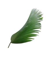 Deep green fan leaf on white photo