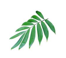 Green leaves isolated on a white background photo