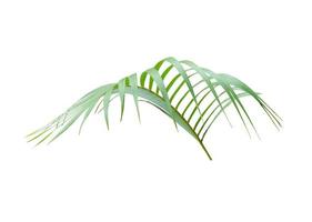 Lush tropical palm tree leaf photo