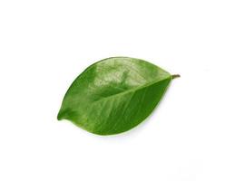 Lush green leaf isolated photo