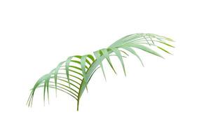 Lush bright green palm tree leaf photo