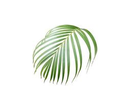 exuberante hoja de palmera tropical en blanco foto