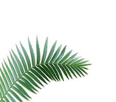 Curved palm leave with copy space photo