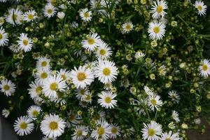 Top view of daisies photo