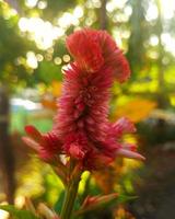 Flower in sunlight photo