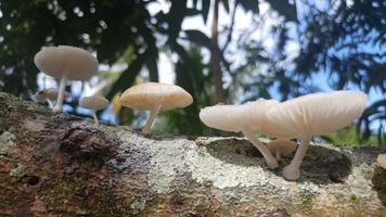 White mushrooms growing on tree photo