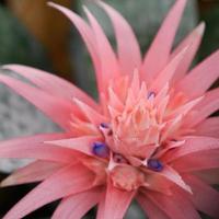 Close-up of a bromeliad photo