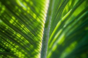 Palm leaves with light coming through photo
