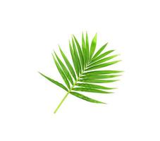 Vibrant light green leaves on a branch photo