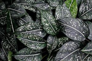 Calathea plant leaves photo