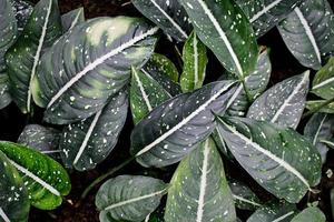 Calathea plant leaves photo