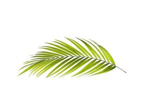 Vibrant green palm tree branch photo