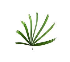 Small palm leaf on white photo