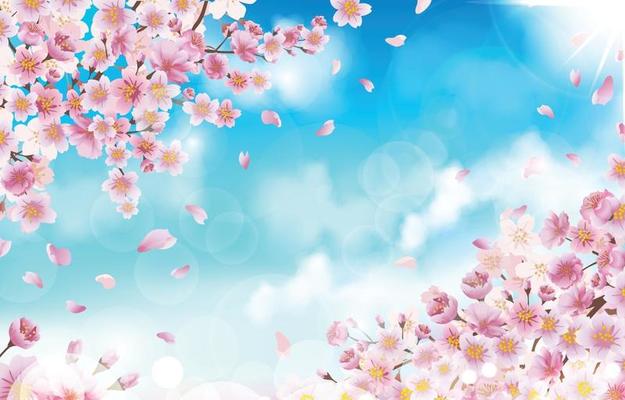 Beautiful Cherry Blossom with Petals Background Concept